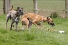 Image 58 in SUSSEX  LONGDOGS ( SOME  HURDLING )  6  MAY  2012.