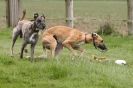 Image 58 in SUSSEX LONGDOGS ( SOME HURDLING ) 6 MAY 2012.