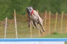 Image 59 in SUSSEX LONGDOGS ( SOME HURDLING ) 6 MAY 2012.