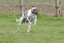 Image 61 in SUSSEX LONGDOGS ( SOME HURDLING ) 6 MAY 2012.