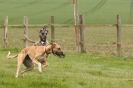 Image 62 in SUSSEX  LONGDOGS ( SOME  HURDLING )  6  MAY  2012.