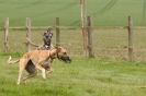 Image 62 in SUSSEX LONGDOGS ( SOME HURDLING ) 6 MAY 2012.