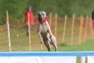 Image 64 in SUSSEX  LONGDOGS ( SOME  HURDLING )  6  MAY  2012.