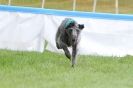 Image 65 in SUSSEX  LONGDOGS ( SOME  HURDLING )  6  MAY  2012.