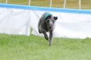 Image 65 in SUSSEX LONGDOGS ( SOME HURDLING ) 6 MAY 2012.
