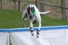 Image 67 in SUSSEX  LONGDOGS ( SOME  HURDLING )  6  MAY  2012.