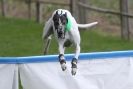 Image 67 in SUSSEX LONGDOGS ( SOME HURDLING ) 6 MAY 2012.