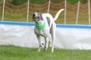Image 7 in SUSSEX LONGDOGS ( SOME HURDLING ) 6 MAY 2012.