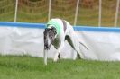 Image 8 in SUSSEX LONGDOGS ( SOME HURDLING ) 6 MAY 2012.