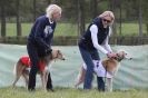 Image 1 in B S F A  APRIL 2012   THE  SALUKIS. OH!  AND ONE PHAROAH HOUND,