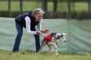 Image 10 in B S F A APRIL 2012 THE SALUKIS. OH! AND ONE PHAROAH HOUND,