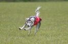 Image 12 in B S F A APRIL 2012 THE SALUKIS. OH! AND ONE PHAROAH HOUND,