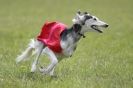 Image 13 in B S F A APRIL 2012 THE SALUKIS. OH! AND ONE PHAROAH HOUND,