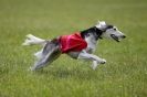 Image 14 in B S F A APRIL 2012 THE SALUKIS. OH! AND ONE PHAROAH HOUND,