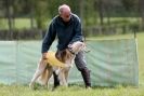 Image 16 in B S F A APRIL 2012 THE SALUKIS. OH! AND ONE PHAROAH HOUND,