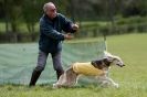 Image 17 in B S F A APRIL 2012 THE SALUKIS. OH! AND ONE PHAROAH HOUND,