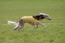 Image 18 in B S F A APRIL 2012 THE SALUKIS. OH! AND ONE PHAROAH HOUND,