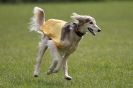 Image 19 in B S F A APRIL 2012 THE SALUKIS. OH! AND ONE PHAROAH HOUND,