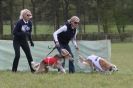 Image 2 in B S F A APRIL 2012 THE SALUKIS. OH! AND ONE PHAROAH HOUND,