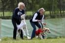 Image 20 in B S F A APRIL 2012 THE SALUKIS. OH! AND ONE PHAROAH HOUND,