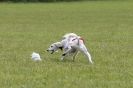 Image 21 in B S F A APRIL 2012 THE SALUKIS. OH! AND ONE PHAROAH HOUND,