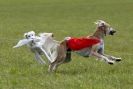 Image 22 in B S F A APRIL 2012 THE SALUKIS. OH! AND ONE PHAROAH HOUND,