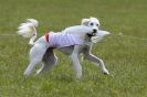 Image 23 in B S F A APRIL 2012 THE SALUKIS. OH! AND ONE PHAROAH HOUND,