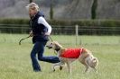 Image 24 in B S F A APRIL 2012 THE SALUKIS. OH! AND ONE PHAROAH HOUND,