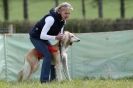 Image 25 in B S F A APRIL 2012 THE SALUKIS. OH! AND ONE PHAROAH HOUND,