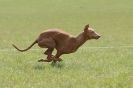 Image 28 in B S F A APRIL 2012 THE SALUKIS. OH! AND ONE PHAROAH HOUND,