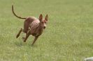 Image 29 in B S F A APRIL 2012 THE SALUKIS. OH! AND ONE PHAROAH HOUND,