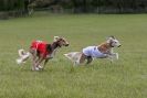 Image 3 in B S F A APRIL 2012 THE SALUKIS. OH! AND ONE PHAROAH HOUND,