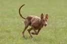 Image 30 in B S F A APRIL 2012 THE SALUKIS. OH! AND ONE PHAROAH HOUND,