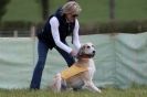 Image 4 in B S F A APRIL 2012 THE SALUKIS. OH! AND ONE PHAROAH HOUND,