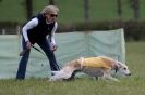 Image 5 in B S F A APRIL 2012 THE SALUKIS. OH! AND ONE PHAROAH HOUND,