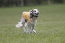 Image 6 in B S F A APRIL 2012 THE SALUKIS. OH! AND ONE PHAROAH HOUND,