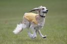 Image 7 in B S F A APRIL 2012 THE SALUKIS. OH! AND ONE PHAROAH HOUND,