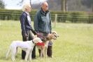 Image 8 in B S F A  APRIL 2012   THE  SALUKIS. OH!  AND ONE PHAROAH HOUND,