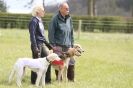Image 8 in B S F A APRIL 2012 THE SALUKIS. OH! AND ONE PHAROAH HOUND,