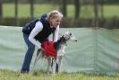 Image 9 in B S F A APRIL 2012 THE SALUKIS. OH! AND ONE PHAROAH HOUND,