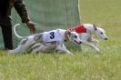 Image 20 in BSFA 22 APRIL 2012. THE WHIPPETS