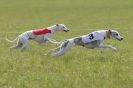 Image 22 in BSFA 22 APRIL 2012. THE WHIPPETS