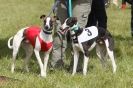 Image 33 in BSFA 22 APRIL 2012. THE WHIPPETS