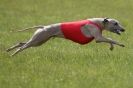 Image 44 in BSFA 22 APRIL 2012. THE WHIPPETS