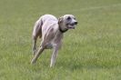 Image 47 in BSFA 22 APRIL 2012. THE WHIPPETS
