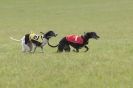 Image 49 in BSFA 22 APRIL 2012. THE WHIPPETS