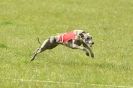 Image 53 in BSFA 22 APRIL 2012. THE WHIPPETS