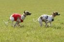 Image 60 in BSFA 22 APRIL 2012. THE WHIPPETS