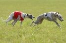 Image 80 in BSFA 22 APRIL 2012. THE WHIPPETS