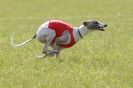 Image 81 in BSFA 22 APRIL 2012. THE WHIPPETS